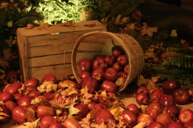 cider cider